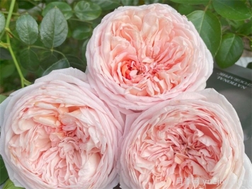 国月月季推荐，粉妍月季