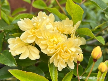 黄木香的种植养护方法