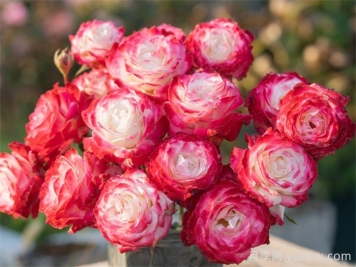 月季推荐，椿风月季