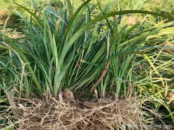 推荐11种庭院绿化常见地被植物