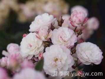 超微月季推荐，雪莹月季