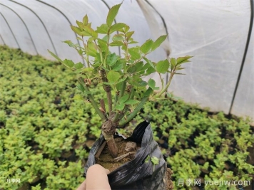 月季爆花的当季秘诀，春季施肥避免盲枝问题