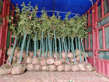 总结20条园林谚语，既精准又全面