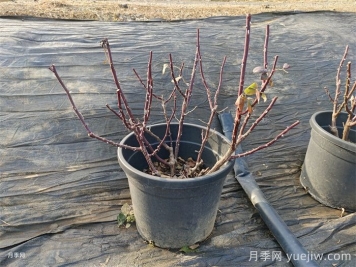 让植物冬季安然越冬的养护指南