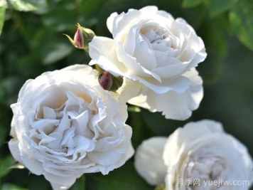 灌木月季推荐，巴普洛娃月季/帕芙洛娃月季