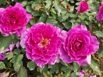 推荐9个月季品种，花型美开花多