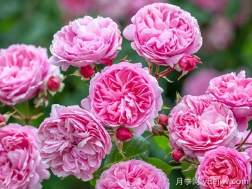 玫瑰花，爱情与时光交织的绚烂诗篇