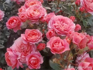 阳台月季推荐，芳香王阳台月季