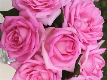 比弗利月季，荣获全球25个大奖的优秀月季