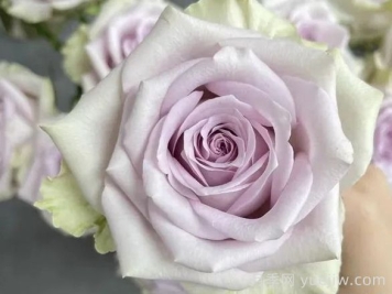 切花月季推荐，海洋之谜月季