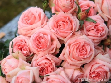 微型月季推荐，白桃妖精月季