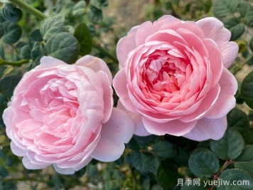 瑞典女王月季，集所有优点于一身