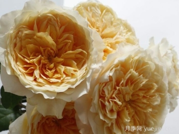 艾菲月季介绍，黄色切花，花瓣层叠