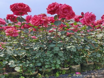 月季瘦弱徒长没分枝怎么办？强壮枝条开花多的养护办法