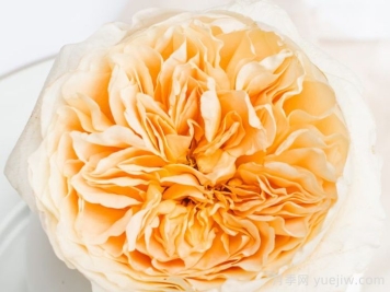 艾菲月季优缺点，奥斯汀黄色切花，观赏价值高