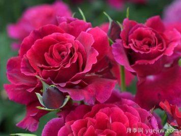 天家胭脂月季​推荐，超浓香，绒质瓣，具备你想要的特点