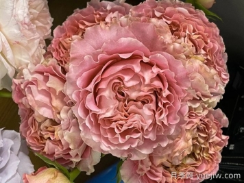 分享30种超美的新品月季品种