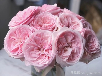 粉荔枝月季介绍