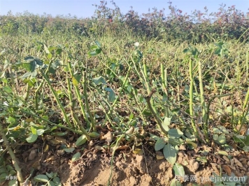 月季叶子掉个不停？光杆月季如何重新发芽？