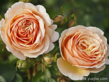 丹陶百香果月季介绍，有美妙香气的切花月季