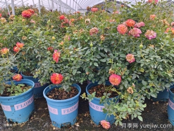 ​拿到网购的欧月月季应该如何种植？