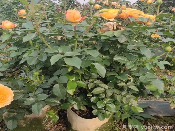 盆栽月季如何才能种好？讲讲土壤和元素