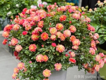 躲躲藏藏月季，多色微月盆栽，小巧可爱易爆盆