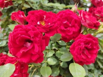 推荐10个抗病性超强的月季品种