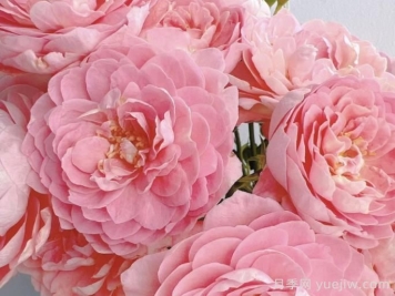 蜜桃果汁阳台月季介绍