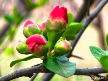 植物百科：贴梗海棠