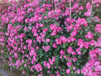 庭院花园植物搭配指南，打造精彩院落