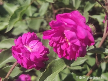 月季推荐，葡萄园之歌月季