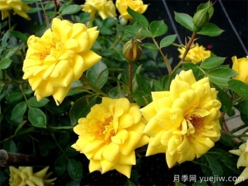 微型月季推荐，黄金珠宝月季