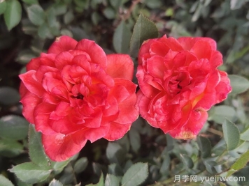 月季推荐，草裙舞女月季