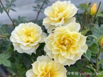 超微月季推荐，黄金姬月季