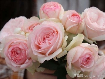 月季推荐，蒙娜丽莎月季