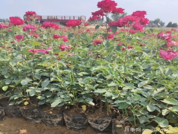 地被、花卉植物种植规范