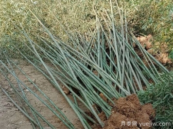 ​刚竹的种植技术