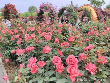 休闲游憩为主的口袋公园设计原则和植物配比