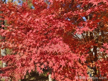 适合家庭庭院的常见树种