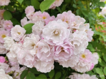 如果有个院子，一定要种一棵蔷薇