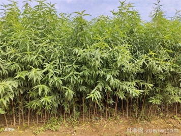 桃树苗定植栽植的注意事项