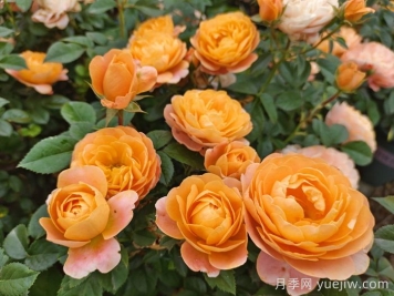 万中选五种，适合月季控的城市阳台月季花