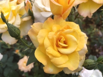 现代月季的分类及特点