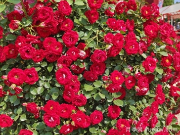 藤本月季品种和特点，藤本月季常见问题