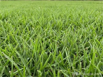 草坪品种及性能对比，收藏学习