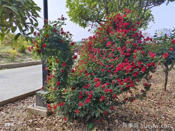 造型花木植物在景观中的应用