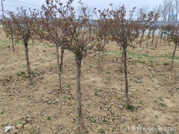 月季为什么要抹芽？