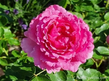 伊芙伯爵月季，伊芙系列开山鼻祖