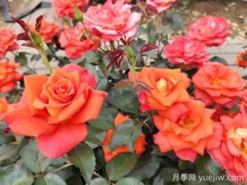 月季必看，月季养护夏季有技巧